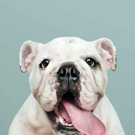 Потерянный питомец