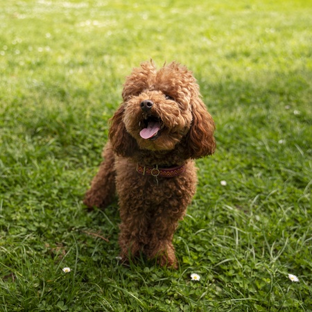 Найденный питомец