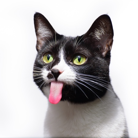 Потерянный питомец