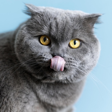 Потерянный питомец