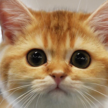 Найденный питомец