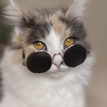 Найденный питомец