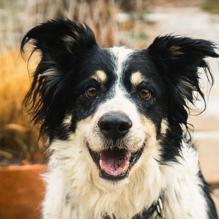 Найденный питомец